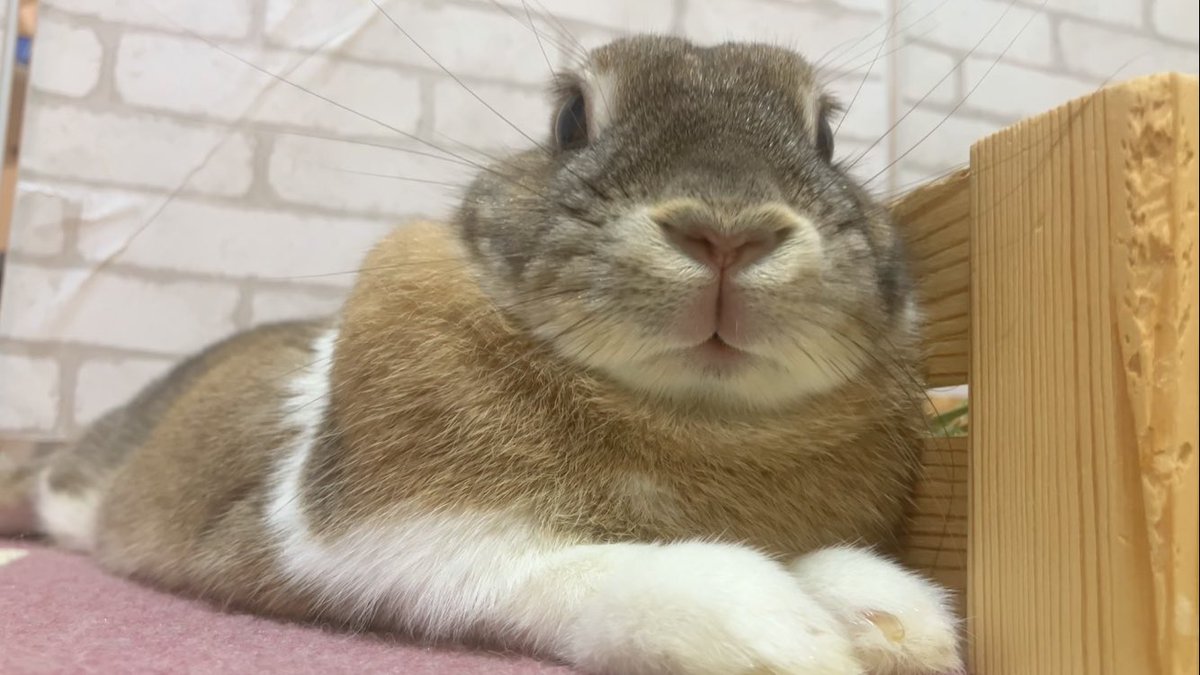 うさぎ