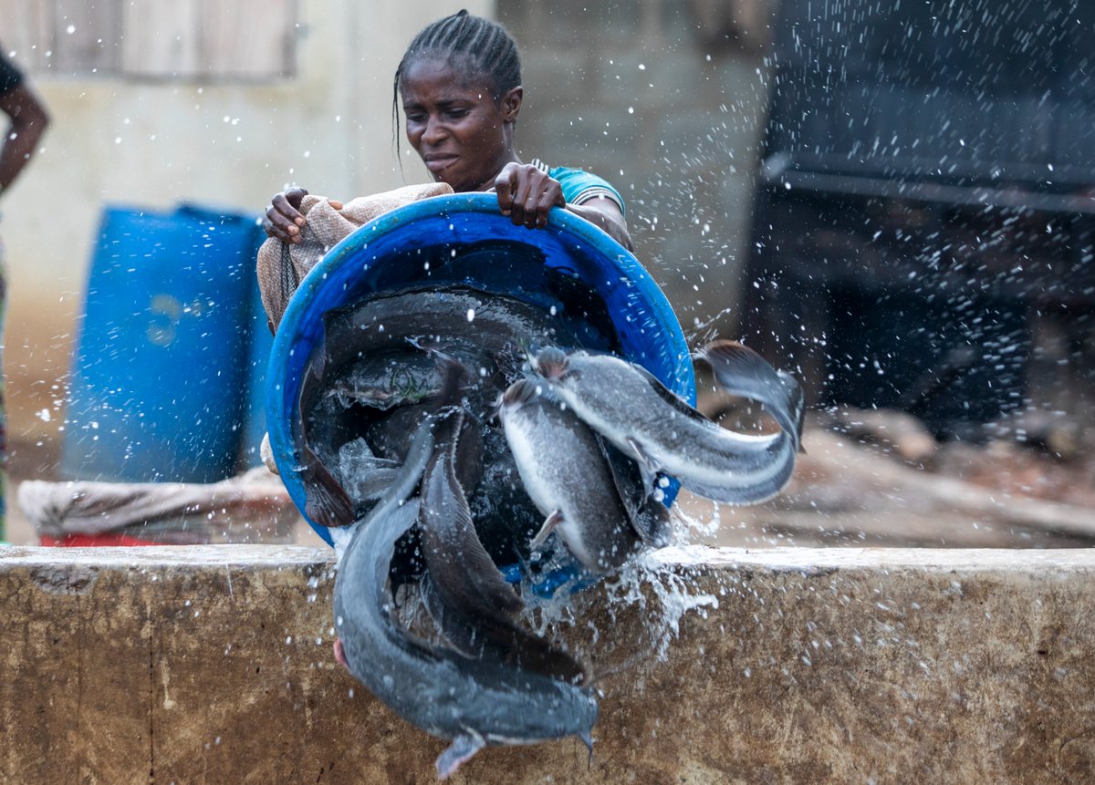 FAONigeria's tweet photo. Targeted investment delivers results in Nigeria's catfish sector. #FISH4ACP has helped 500 farmers across five clusters improve performance through training.  Discover our impact and plans to scale these gains🔗https://t.co/LEkRQk02zG
@EU_Partnerships @BMZ_Bund @PressACP @FAOfish https://t.co/18phMtg9vu