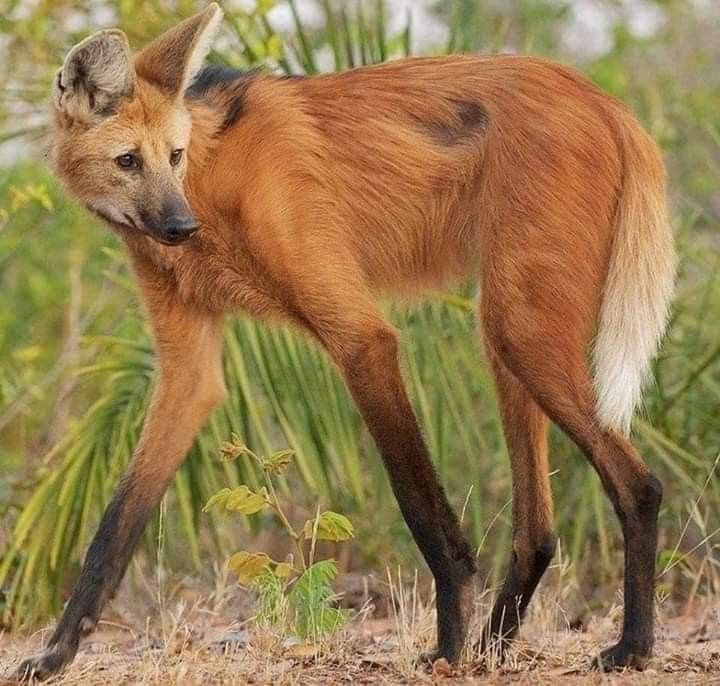 quandingledangl's tweet photo. VIVIEN HUGO - MANED WOLF

This is partly bias because they're my favourite animal. But the colourations. They're tall to see above the high grasslands they inhabit. They're generally quiet and monogamous, sharing their territory with their mate only (HGLK COCAINE). https://t.co/LwwMm81TSG