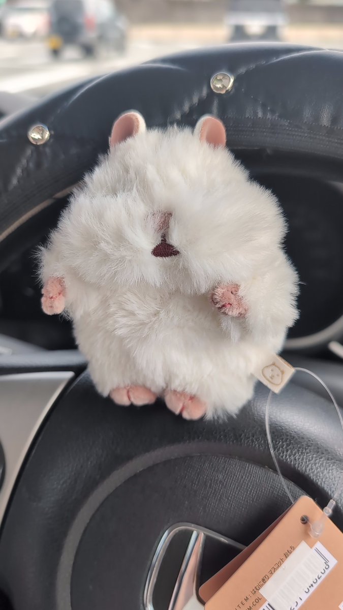 staaarny24's tweet photo. 我が子🐹
きなこ到着が待ちきれず……
気付いたら 着いてきてた🌻

チャウダー︎🤍(仮名)
時より✌️してるように見える
ポップコーンがお気に入り⸝⋆🍿⸝⋆

 #はむにぎり https://t.co/R24IZZZe28