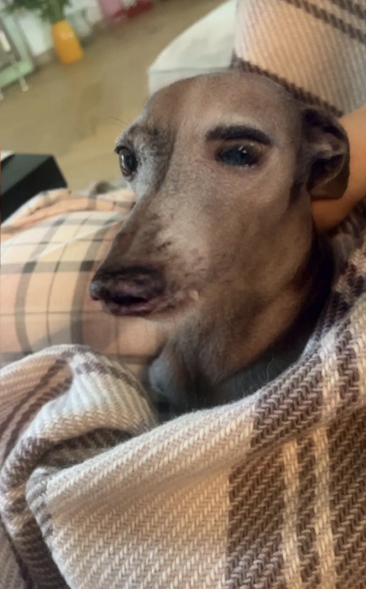 Chuerry6769's tweet photo. @bunnikaru EW EW WHAT IS DIS EW EWWW HETSLOP
NEEDS TO BE DESTROYED NOWWWWW https://t.co/waOQuqgyON