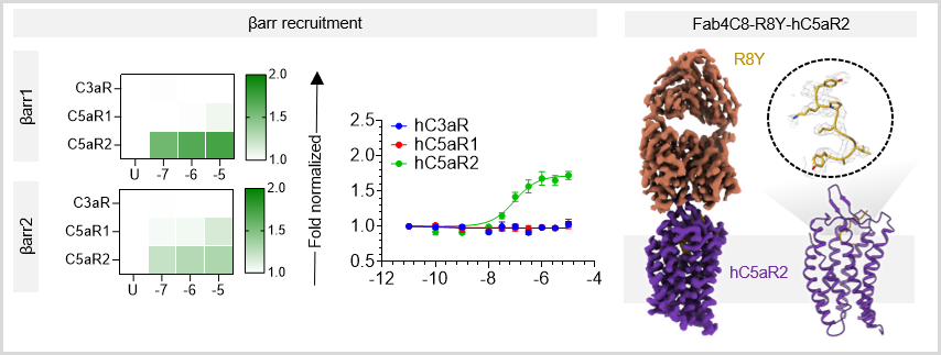 arshukla's tweet photo. Using the C5aR2 structures as a template, we also discover and optimize the first-in-class C5aR2-selective agonist, R8Y, and determine a cryo-EM structure to elucidate the binding mechanism, subtype-selectivity, and receptor activation. 4/n https://t.co/I7ms7b0cud