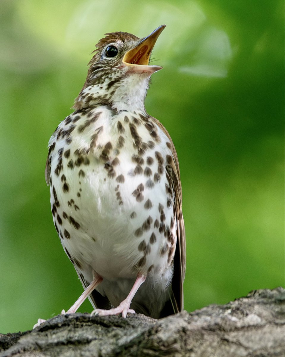 alexcritelli1's tweet photo. Wood Thrush in the Ramble yesterday singing and singing and singing…. During @BirdingBobNYC walk
#birdcpp https://t.co/23V1xq8gzz