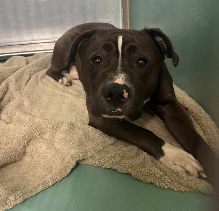 NMBewitched's tweet photo. #NYCACC gave Bearstein Kennel Cough which developed into Pneumonia, now they want to kill him.
They blame him for coughing, being lethargic & not eating.
This Wednesday NYCACC Board meeting, #PatrickNolan will admit MACC has an issue w/ their HVAC system, it is on an official audit as Critical Deficiency. He will do his usual song & dance; blah, blah, blah. Because he does not care if dogs die, in fact it solves his issues.
But @NYCHealthCommr this is on you. As it is substandard perhaps @osha_dol would be interested🤔
Bearstein is scared, as he should be.
If you are kind, talk softly & have slow, gentle hands he responds to you. But it is an inconvenience for them to show compassion.
#FostersSaveLives
#Pledge4Rescue
Here is a video of 2 Kill Listed dogs, playing together
Gwendalyn & Bearstein looks like the average loving companions they were born to be.
https://t.co/DAMZqiaYQr