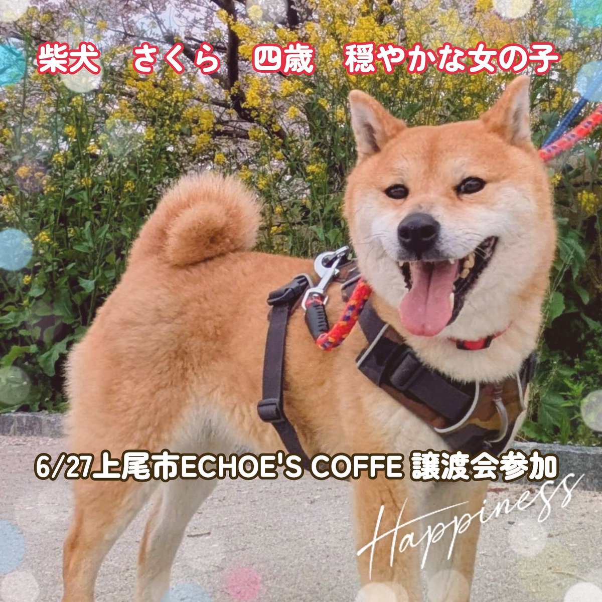 5O3uha's tweet photo. 𖡼.𖤣𖥧𖡼.𖤣𖥧𖡼.𖤣𖥧𖡼.𖤣𖥧𖡼.𖤣𖥧𖡼.𖤣𖥧𖡼.𖤣𖥧𖡼.𖤣𖥧𖡼
6/27 12:00～15:00
エコーズ　カフェ
つながるマルシェ　ミニミニ譲渡会

埼玉県上尾市平塚７５４−７　　　　　　　上尾駅よりバス10分

犬一匹、猫９匹で参加させていただきます🎵
是非遊びに来て下さい🐱🐶

ご予約不要
ご自由にご来場ください。

※マルシェは10〜16時です。

※屋根のある屋外での開催のため、
雨天中止の場合あり。

𖡼.𖤣𖥧𖡼.𖤣𖥧𖡼.𖤣𖥧𖡼.𖤣𖥧𖡼.𖤣𖥧𖡼.𖤣𖥧𖡼.𖤣𖥧𖡼.𖤣𖥧𖡼

#保護犬
#保護猫
#とらちゃん本舗
#上尾市ECHOE'S COFFE 
#ポポキ・イーリオ
