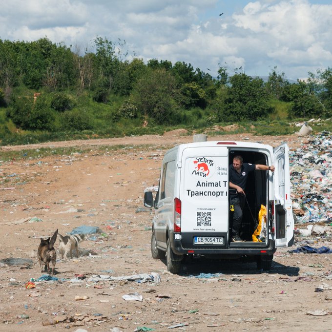 nedenttoldu's tweet photo. Kosova'da sayılarının 50 bini aştığı belirtilen sokak köpekleri için kısırlaştırma çalışmaları yürütülüyor.

• Sokak köpekleri, özellikle çöplük alanlarında yoğunlaşıyor
• Geçmişte uygulanan toplu itlaf yöntemleri, hayvan hakları tepkileri sonrası terk edildi
• Çalışmalar "yakala-kısırlaştır-aşıla-geri bırak" modeliyle yürütülüyor
• Popülasyonun 2-3 yıl içinde kontrol altına alınması hedefleniyor
