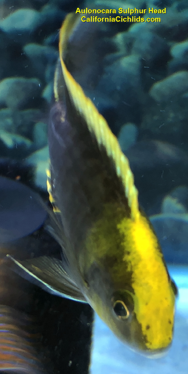 CACichlids's tweet photo. RE STOCK NEW FISH &amp; HUGE PRICE DROPS THROUGH JULY 5TH - https://t.co/fWA5fPTnGv https://t.co/m9qZI1WqbP