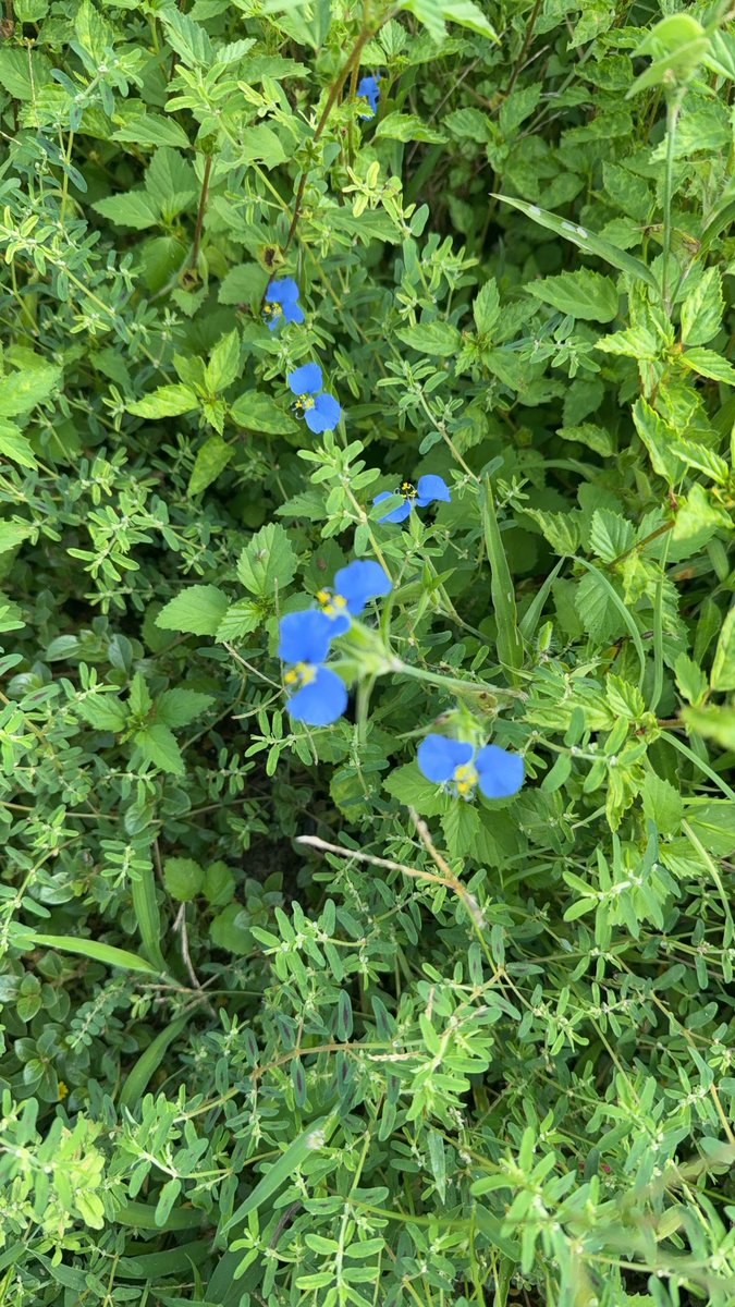 k1ttylunch's tweet photo. Breakfast + some flowers from my morning walk ! #foodtwt #mealspo https://t.co/2cTpuemOrP
