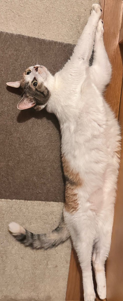 Luna🐈‍⬛ (@FF14__lxn) / Posts / X