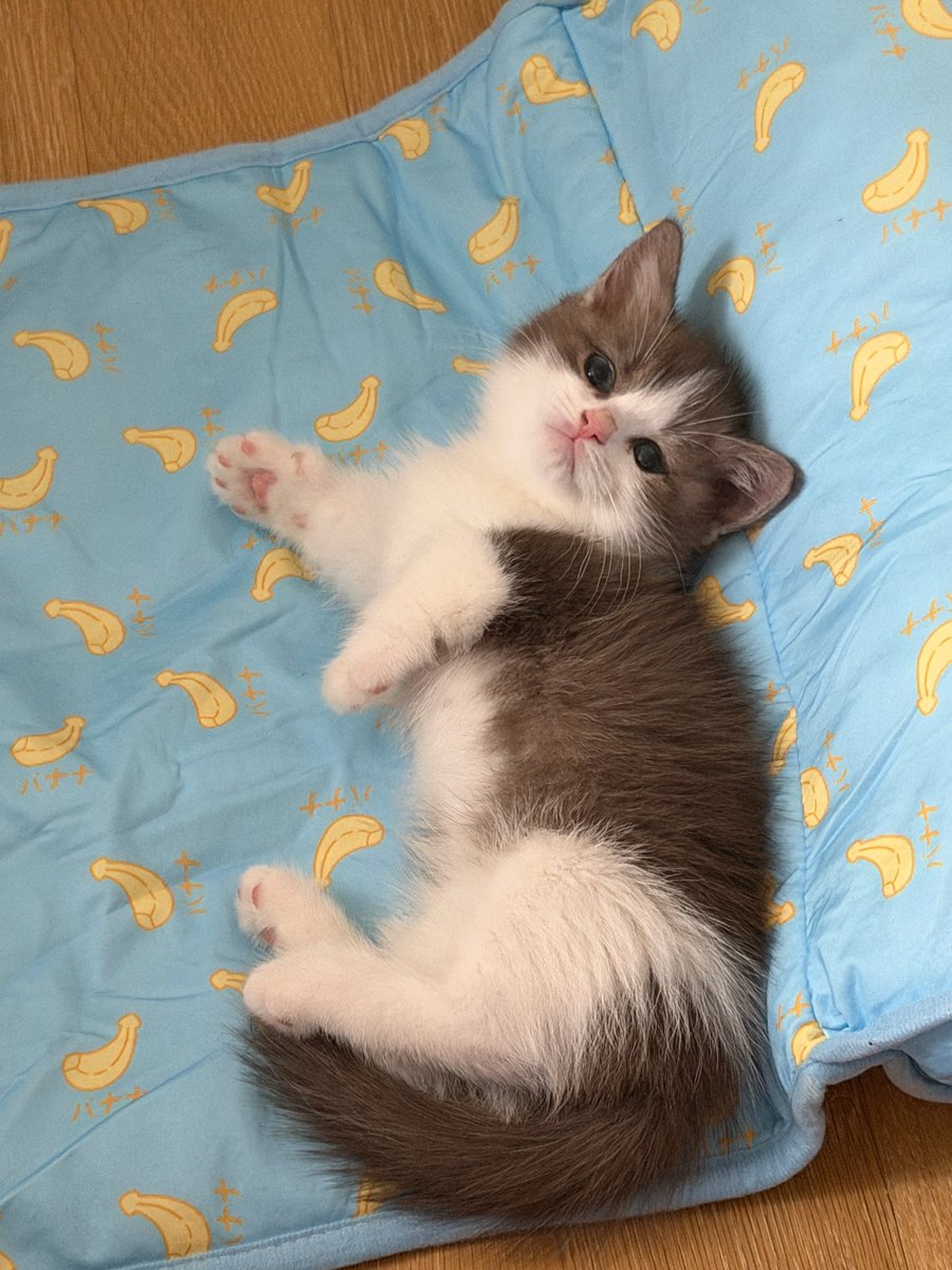 loomohc's tweet photo. 미쳤나봐 조집사네 냥이 엄청 귀여워💕💕💕 https://t.co/cxcSBfuBWv