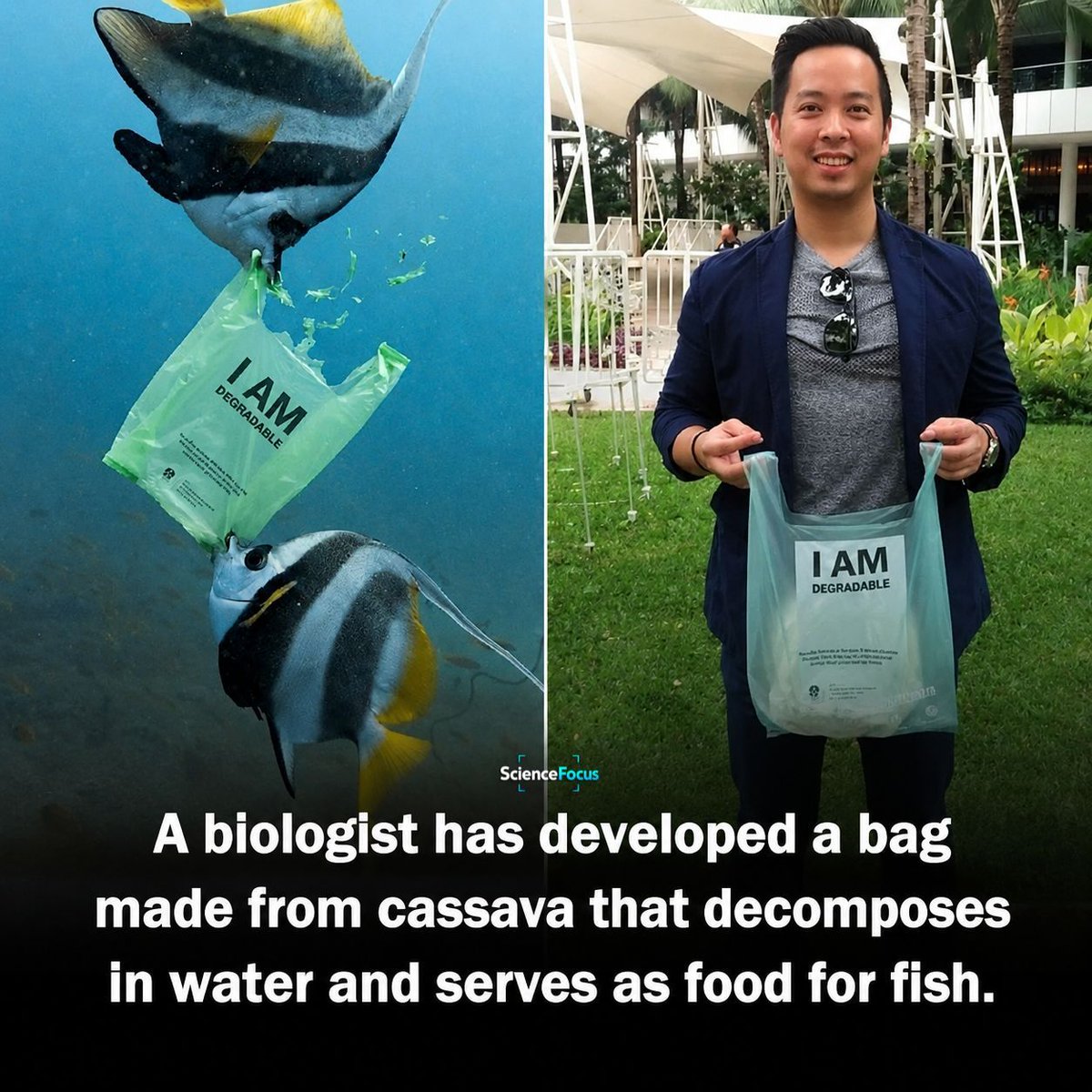 ScienceFocusonX's tweet photo. A plastic bag that could help save ocean life?

An Indonesian biologist created one using cassava starch.

It looks like plastic but behaves very differently.

The bag dissolves in water and breaks down naturally.

If marine animals accidentally eat it, the material is non-toxic.

The invention was designed to fight one of the world's biggest pollution problems.

Sometimes, the smartest solutions come from nature