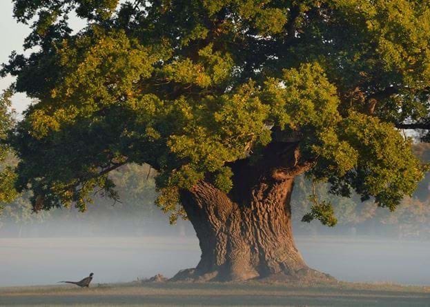 The English Oak Project tweet media