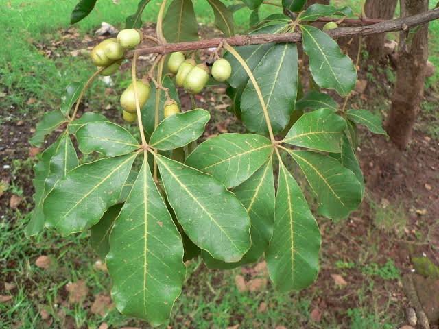HerbalistHenry_'s tweet photo. BLACK PLUM / WEST AFRICAN PLUM  LEAVES  🌿  
(Vitex doniana Sweet.) (Verbanaceae) (Ufu utu) 

 TREATS / REVERSE ⬇️

 1. Malaria
 2. Diarrhea
 3. Dysentery
 4. Typhoid fever
 5. Hypertension
 6. Diabetes
 7. Rheumatism
 8. Anemia
 9. Jaundice
 10. Leprosy
 11. Gonorrhea
 12. Ankylostomiasis (Hookworm infection)
 13. Rickets (Rachitis)
 14. General fevers
 15. Headaches
 16. Migraines
 17. Muscle stiffness
 18. Measles
 19. Chickenpox
 20. Smallpox
 21. Skin rashes (Dermatitis)
 22. Cutaneous diseases
 23. Hemiplegia
 24. Paralysis
 25. Epilepsy
 26. Convulsions
 27. Muscle spasms
 28. Sleeplessness (Insomnia)
 29. Depression
 30. Madness (Mental illness)
 31. Conjunctivitis (Eye infections)
 32. Wounds
 33. Burns
 34. Intestinal colic
 35. Stomach complaints (Gastralgia)
 36. Gastritis
 37. Digestive tumors
 38. Cancer
 39. Systemic inflammation
 40. Coronary disease
 41. Kidney troubles
 42. Liver disorders
 43. Postpartum bleeding
 44. Gastrointestinal disorders
 45. Toothaches
 46. Dental caries
 47. Dysmenorrhea (Painful menstruation)
 48. Allergies
 49. Asthenia (Chronic fatigue)
 50. Respiratory tract infections

Preparation & Dosage ⬇️ 
Get   WEST AFRICAN PLUM LEAVES  🌿     in  Bulk, air-dry and blend bulk to POWDER

STEEP / SOAK  1  (ONE)  Tablespoon of  WEST AFRICAN PLUM LEAVES  🌿     Powder Inside half litre of boiled water, COVER  it and allow infuse for  10 - 15  minutes or until warm enough to drink. 
DO NOT COOK IT!
Filter / Sieve & drink whole liquid extract.
Do this once daily. 

You can take it for 14  -  28 days or more 
(till you get desired results) 

There are no negative side effects! 
⚠️ Do not take along with Pharmaceutical Medications 

For skin conditions, pound fresh leaves without water and apply liquid extract on skin 3 - 5  times daily  until results are achieved. 

KINDLY  REPOST / SHARE  &  Follow @HerbalistHenry_  on  X (Twitter)  🙏