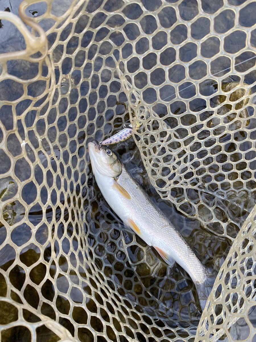 kreckanai's tweet photo. 地元荒川のウグイは近年魚食性が増してる。ように感じる。気のせいであってほしい。。。 https://t.co/j2XQIHfCKl