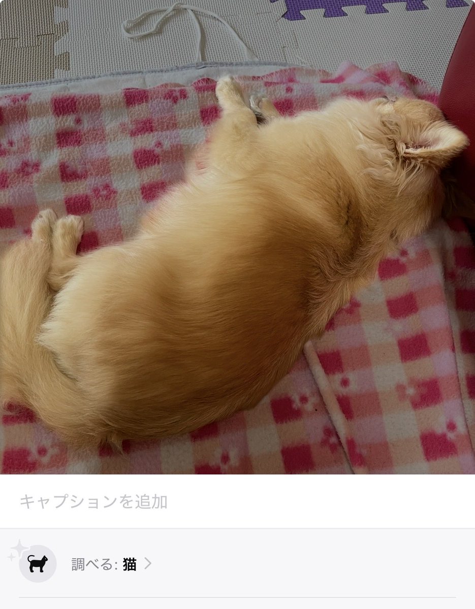 green_notanuki's tweet photo. ねこ https://t.co/SVhxNFrGpI