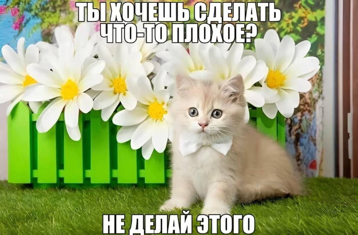 catsilcats's tweet photo. сделай что-то хорошее https://t.co/VJoRmU3J4z