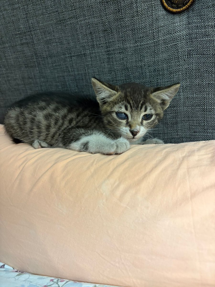 baereneswife's tweet photo. arkadaşlar yavru bir kedimiz var sokakta bulduk sol gözünü büyük kediler yaralamış ama görmesinde bir engel yok veterinere götürüldü parazit yok sağlıklı. sokakta yalnız kaldığı için korkak bir yavru 🥺 istanbul küçükçekmecede kedi sahiplenmek isteyen güvenilir biri arıyoruz https://t.co/eZiFg2s6CY