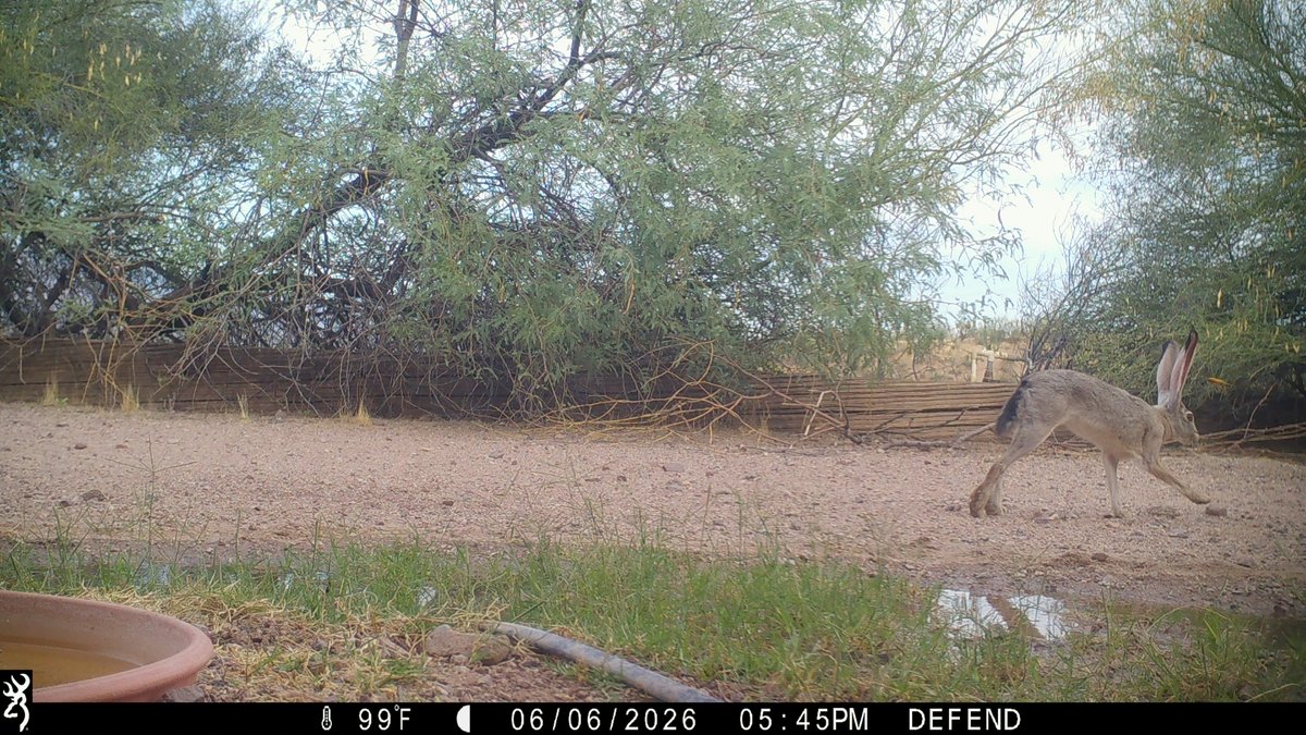 CrytzerFry's tweet photo. Friends caught on #cameratrap at the watering hole! Black-tailed #jackrabbit, #coyote, mule #deer giving us the raspberries, #TeamJavelina -- aka collared #peccaries. https://t.co/dfZHZ9zKAN