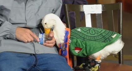 maiteazuela's tweet photo. Pues sí fue el Pato Merlín a Palacio Nacional, nos enteramos qué come, cómo lo cuidan y tuvo tiempo hasta de soltarle un "cariñito" a la presidenta.
Afuera, seguimos sin saber nada de la periodista Roxana Guzmán ni de los 135mil desaparecidos en México. Prioridades. https://t.co/M9HtH8jK7E