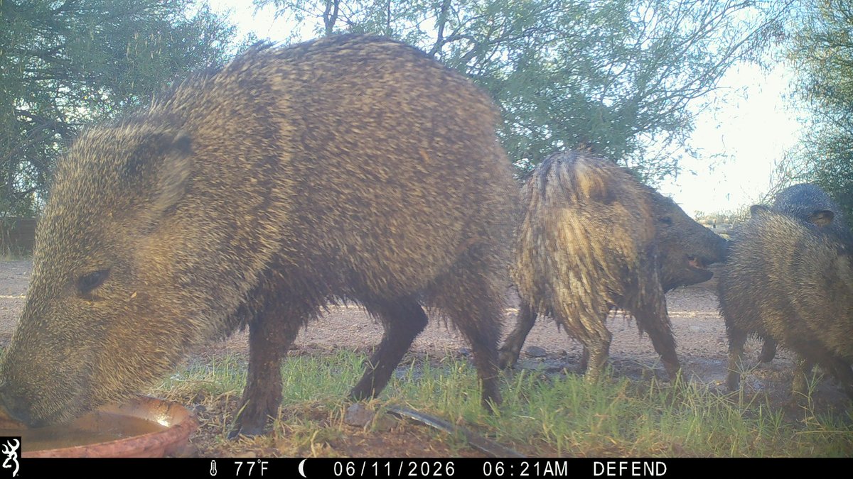 CrytzerFry's tweet photo. Friends caught on #cameratrap at the watering hole! Black-tailed #jackrabbit, #coyote, mule #deer giving us the raspberries, #TeamJavelina -- aka collared #peccaries. https://t.co/dfZHZ9zKAN