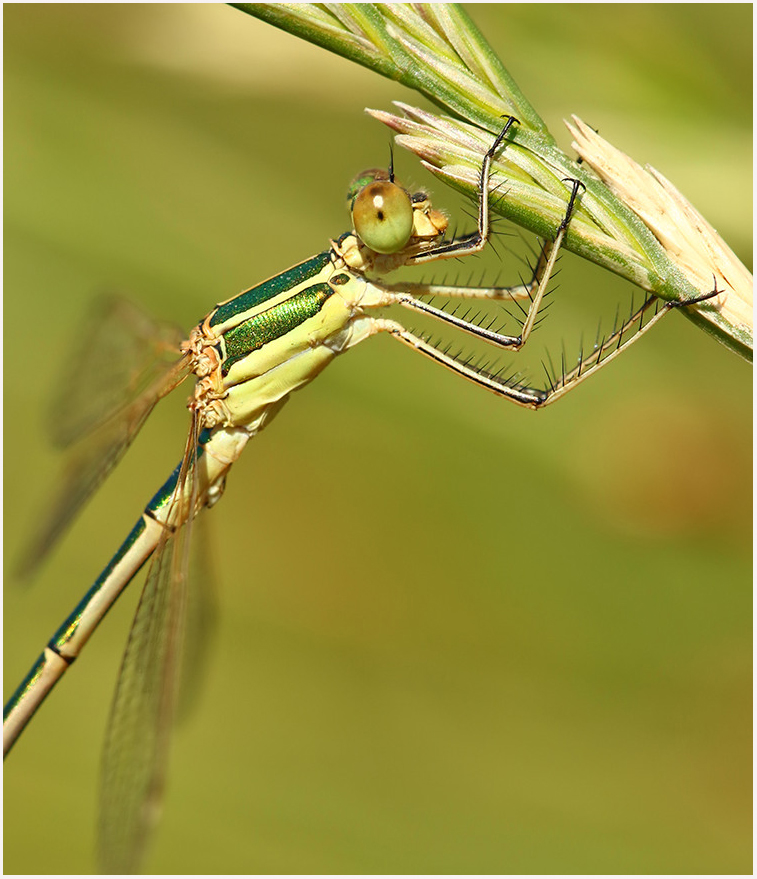 MarcHeathym007's tweet photo. Southern Emerald Damselfly (Part 2). NEW photos @ https://t.co/bnXehMI97W. @BDSdragonflies @smallshire @StephenMoss_TV @britwildlife #TeamDragonfly #odonata #KentDragonflies https://t.co/qik2aPDIUM