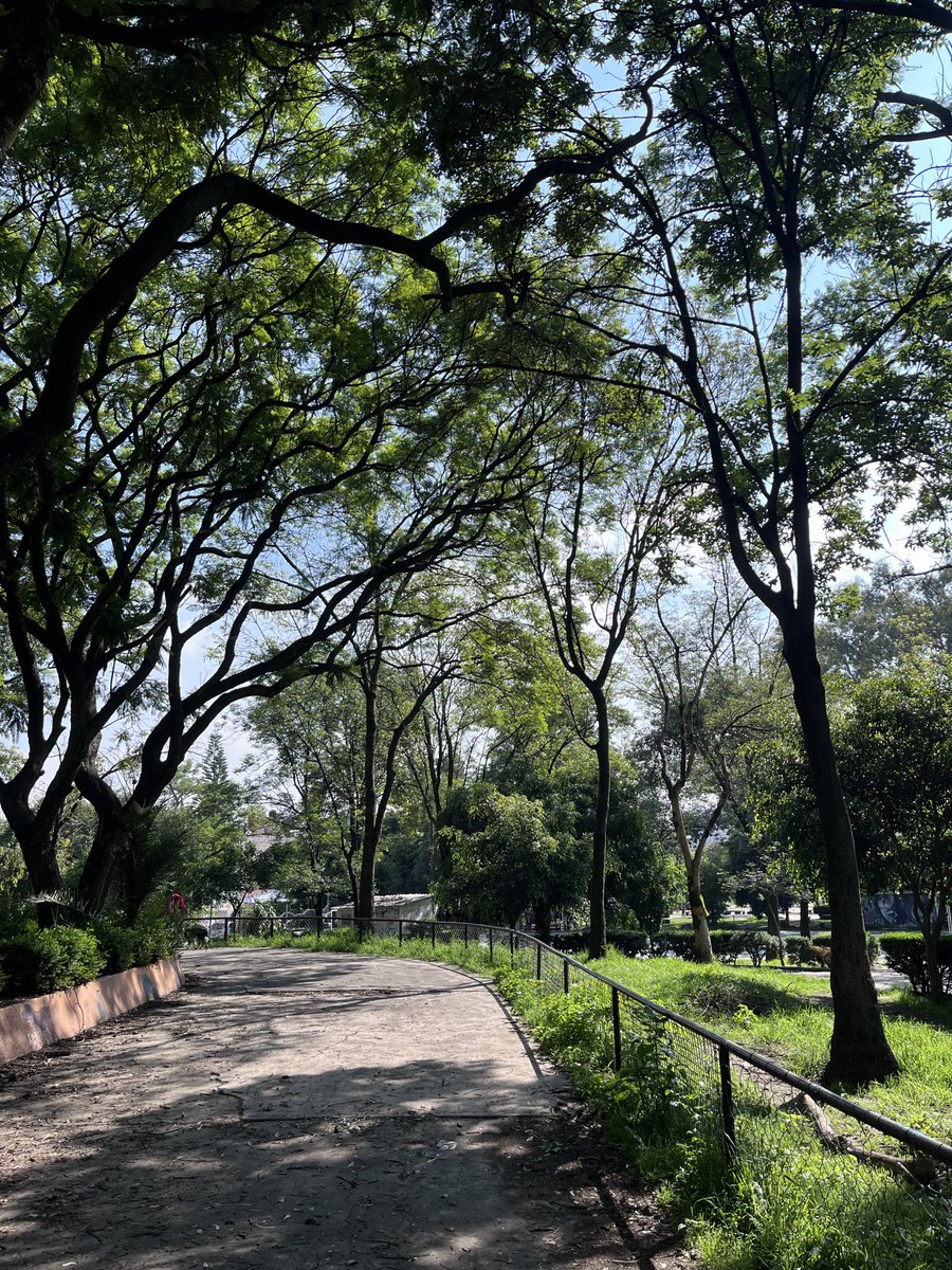 parqueRS's tweet photo. Buenos días desde nuestro parque #ReformaSocial 😊🌳🌳🌳 https://t.co/hpZXj81QRH