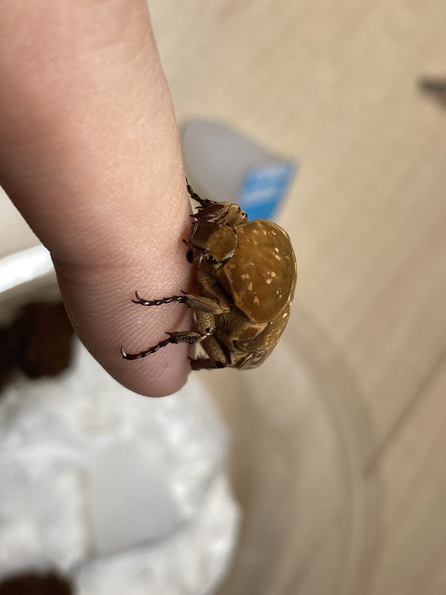 さっちゃん🐛🦂🕷 (@BugsLife3939) / Posts / X