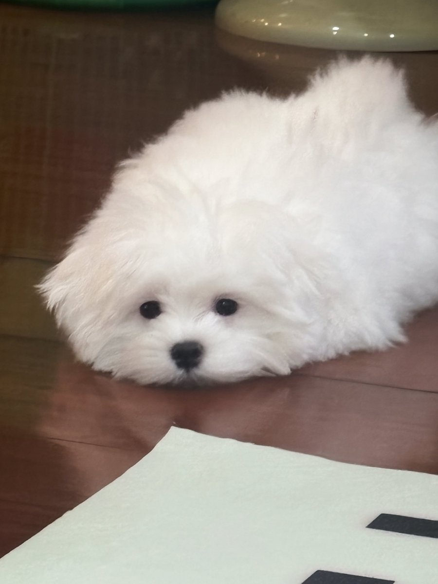 beonnnie's tweet photo. อยู่บ้านอ้วมขนฟูตุวกลมตาแป๋ว  พอออกไปเจอคนใหม่ๆอ้วมชอบหูลู่ๆขนแฟ่บๆแล้วหน้ามันเปลี่ยนง่า_ุุ_ุ ผู้รู้ช่วยตอบสาเหตุที https://t.co/vKfNlHpshk