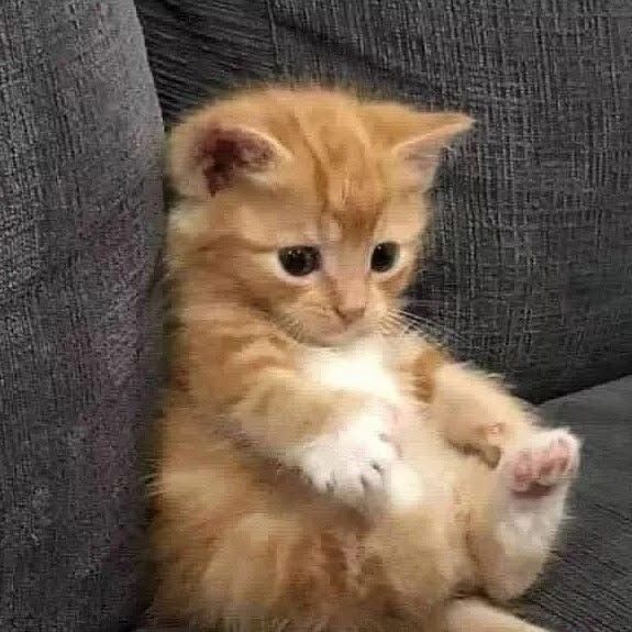 AMAZINGCATSS's tweet photo. https://t.co/weQKWwuYl9