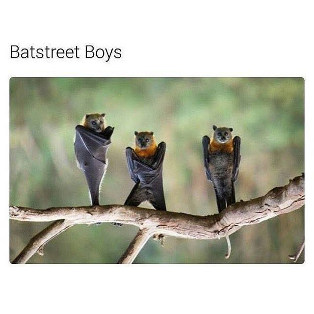 WholesomeMeme's tweet photo. https://t.co/rev9aWabx3