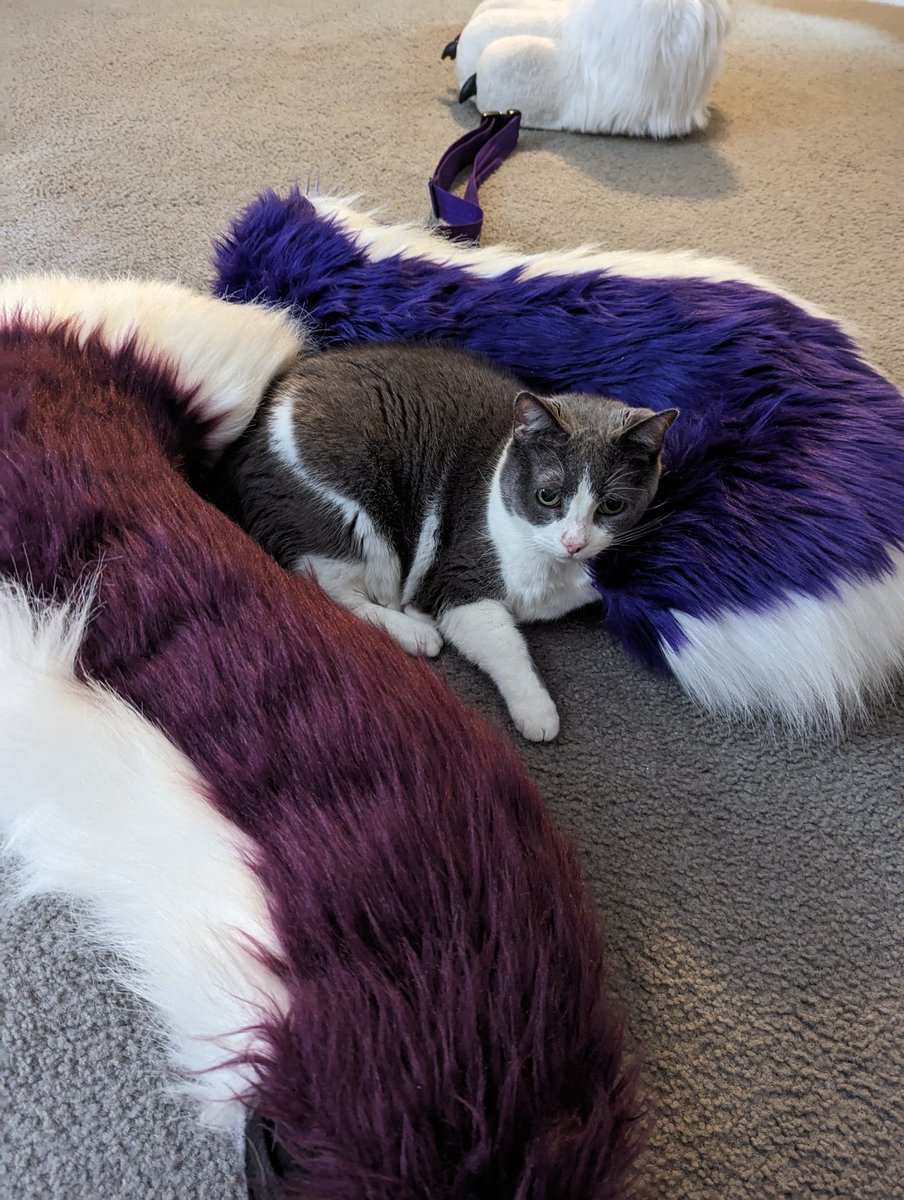 LaVi_Wolf's tweet photo. Woke up to find that my sweet Mickey had passed away. She had lived a nice 13 years. Rest in peace sweet princess. Always there when I needed you and to welcome me home https://t.co/iTrUg0N4yQ