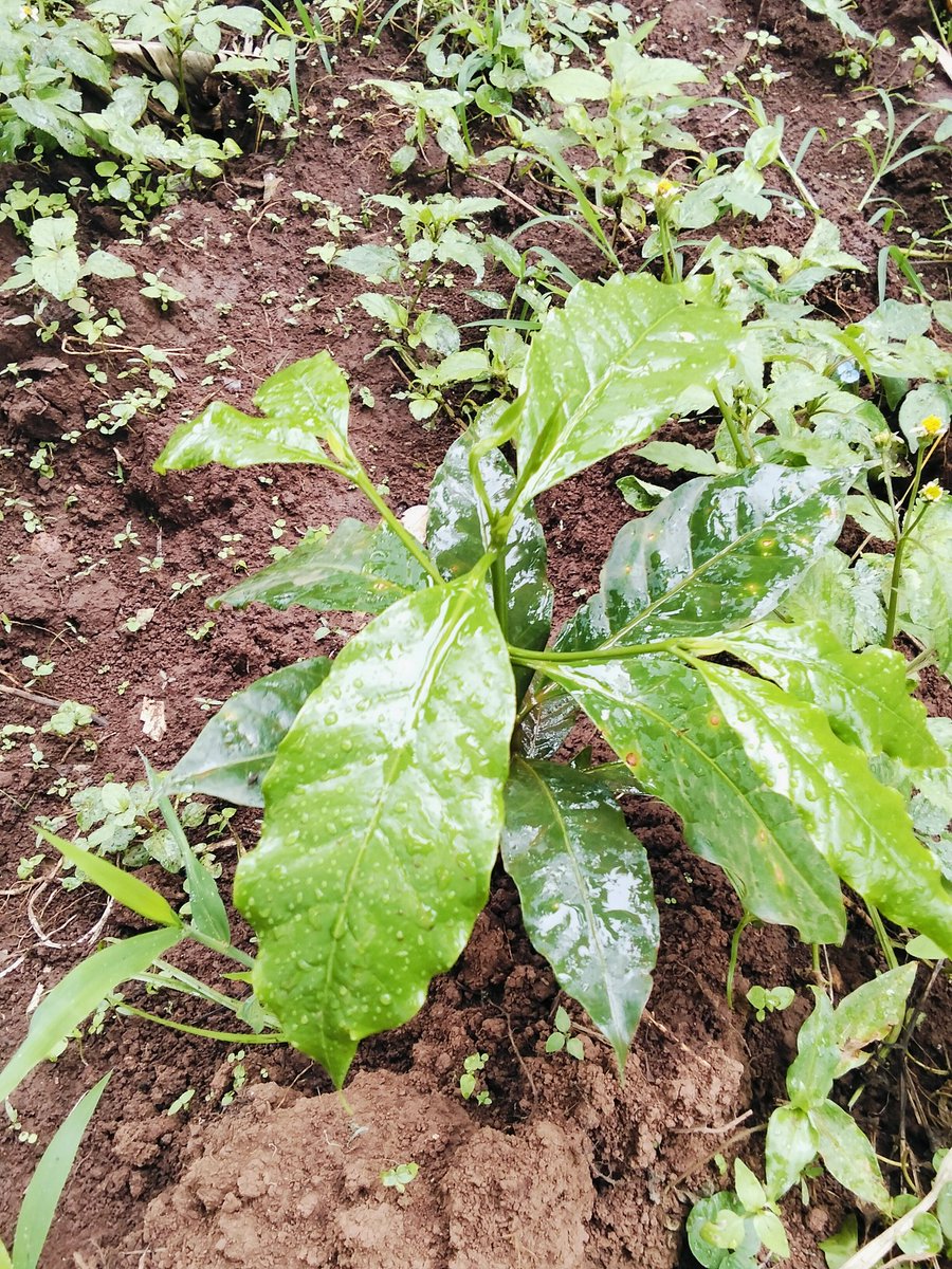 Kevin_Sendora's tweet photo. As a young coffee farmer, am very proud of the Kenya Kwanza Government for the reforms and the strategies..
We also need the coffee seedlings and fertilizer 
Dawa pia isikose!
#Tutam
#CoffeeRevitalisation https://t.co/fIbO27lCWv