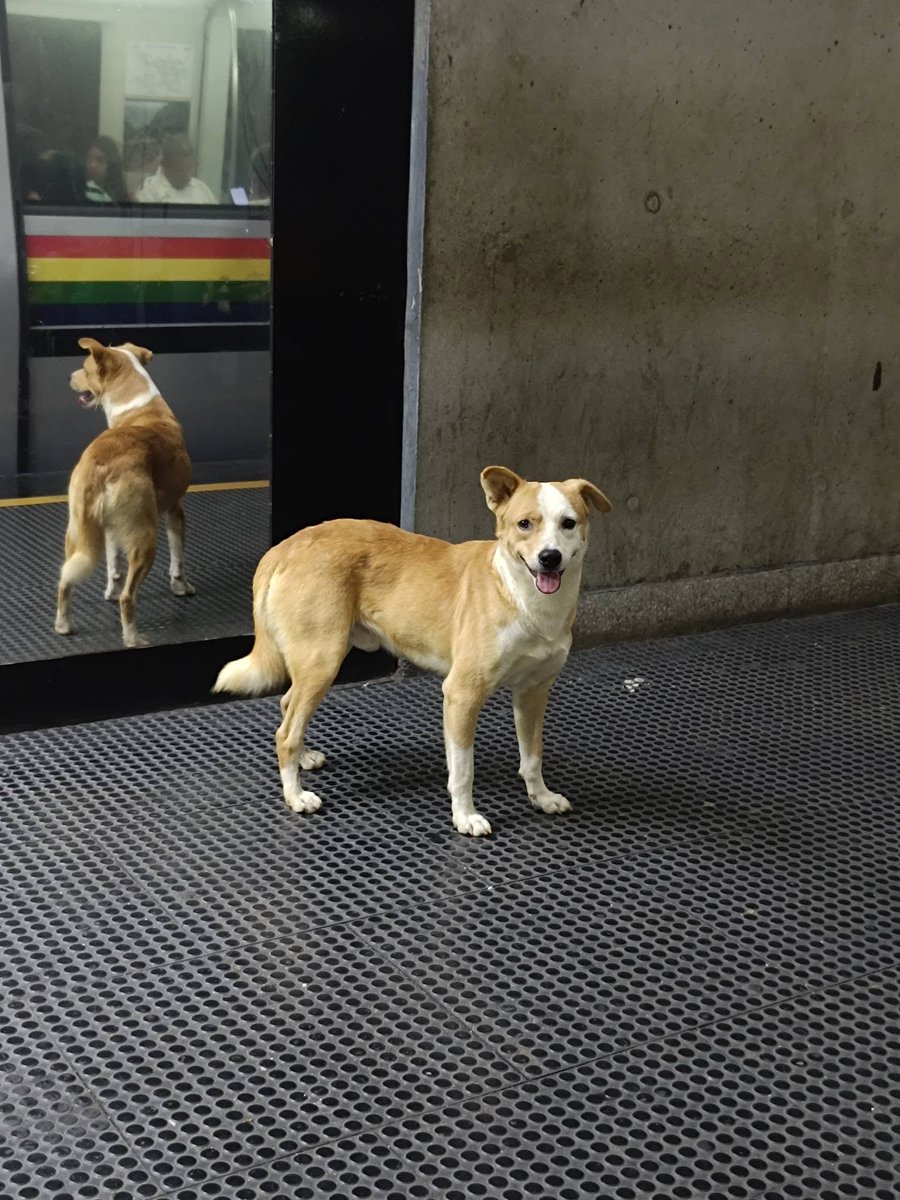 A64029345's tweet photo. Perrito a las 6 am del 22 de junio en la estación del metro de Propatria. Estaba desorientado y ansioso buscando a sus dueños. Es un perro joven y muy bien cuidado, el pelo brillante y limpio, excelente peso y muy amigable https://t.co/6isNGMsgZn