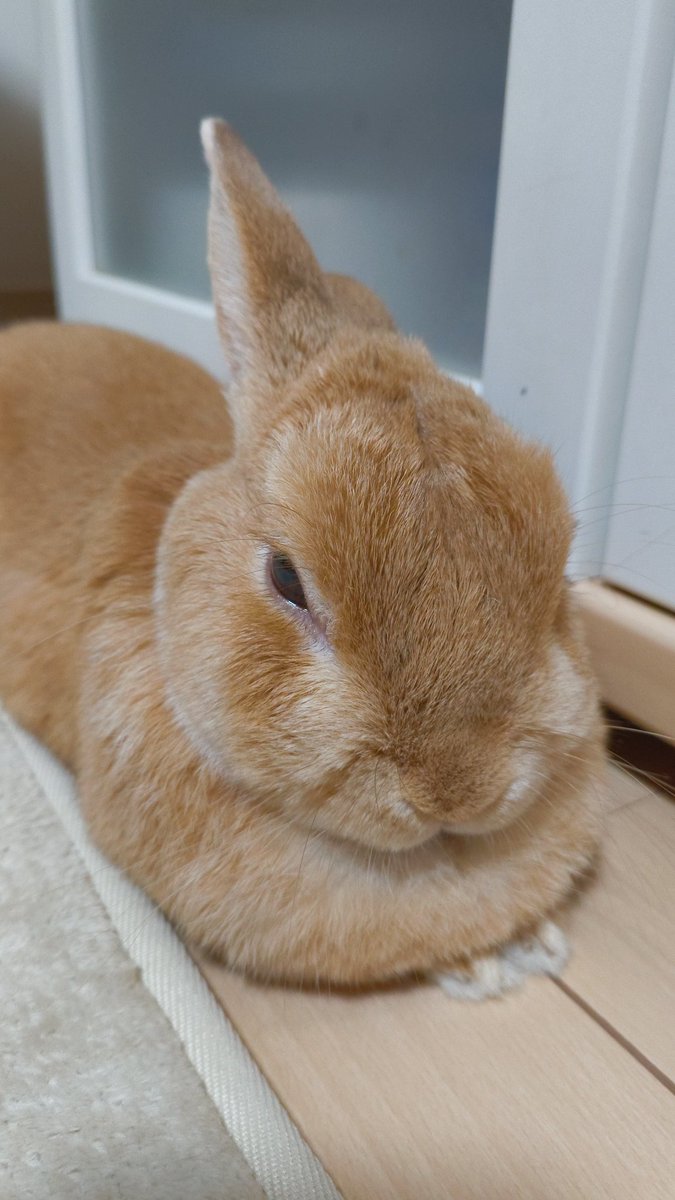 ChunmaShin's tweet photo. 我が家のウサギさん、無事6歳を迎えました🐰おめでとう🎂
#ネザーランドドワーフ #ハッピーバースデー https://t.co/b2HTnkc6me