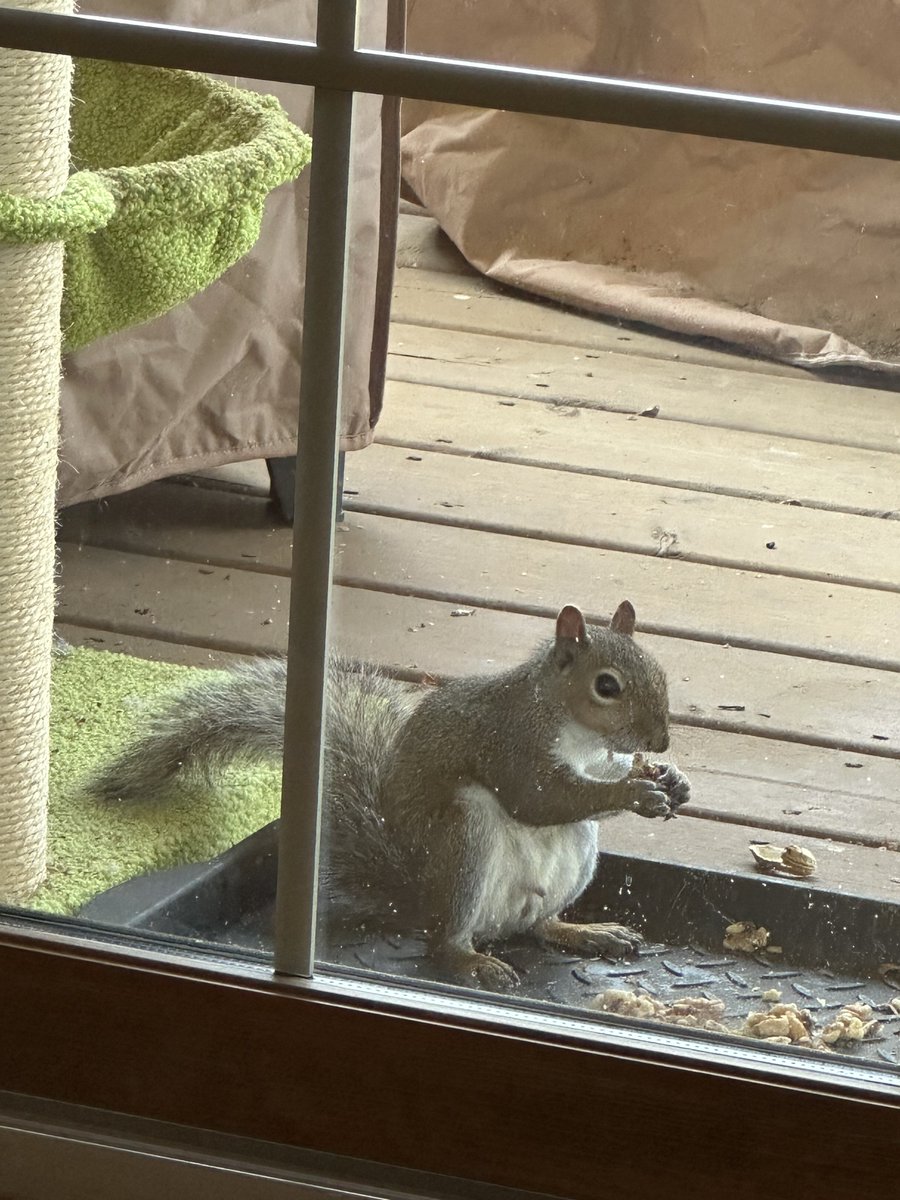 Bikuchu's tweet photo. @_indica_sky They're all green flags. 🐿️🐿️ https://t.co/VT5Z8qqLUR