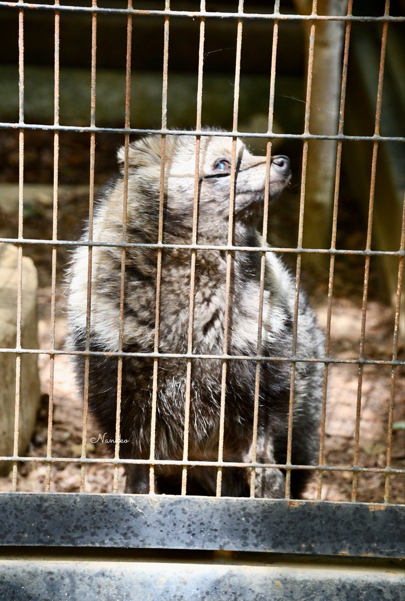 775xanimalsx775's tweet photo. ゲンマイダンス
この時は裏で飼育員さんがお掃除してたのが気になってたっぽい
🦝2026.4.22🦝
#夢見ヶ崎動物公園 #ホンドタヌキ #ゲンマイ https://t.co/UXcA4DaYy9