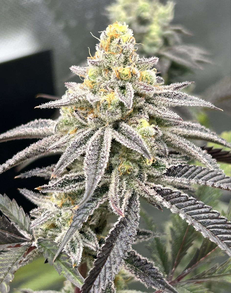 Cabin_Early's tweet photo. Here’s some of our stand out grows from the Spring season. 

As we gear up for summer 26’ being the biggest and baddest yet!!

Pictured we have the classic GMO, then the plant that started it all Purple Sunset, then some new 🔥 with the Grand Slam. https://t.co/ELfLcqmpLF