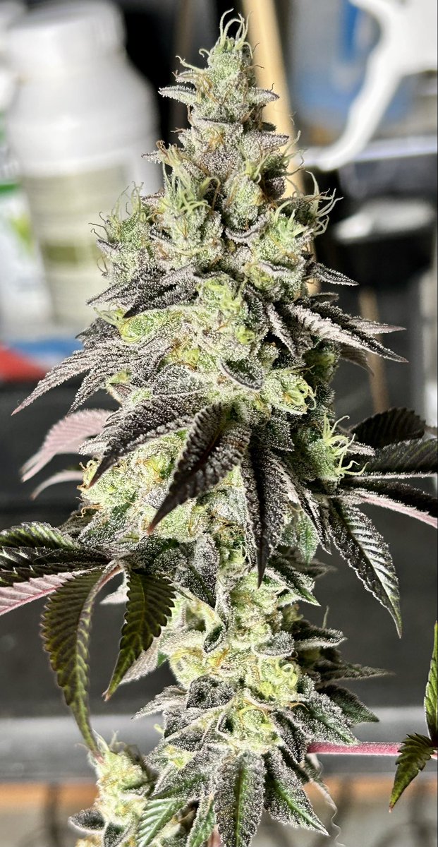 Cabin_Early's tweet photo. Here’s some of our stand out grows from the Spring season. 

As we gear up for summer 26’ being the biggest and baddest yet!!

Pictured we have the classic GMO, then the plant that started it all Purple Sunset, then some new 🔥 with the Grand Slam. https://t.co/ELfLcqmpLF