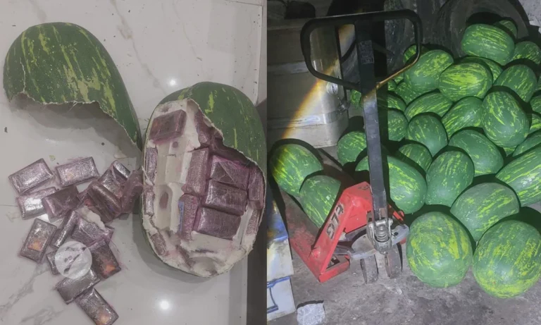 WorldCrimeIntel's tweet photo. Morocco: Security forces seized 700 kg of hashish packaged as plastic-wrapped watermelons during a nighttime operation on the outskirts of Tangier, highlighting another concealment technique used on trafficking routes linking Morocco to European markets.

Four suspects with prior convictions for violent and drug-related offenses were arrested while traveling in three vehicles. A search of a residence uncovered the shipment, whose packaging was designed to mimic legitimate agricultural cargo.