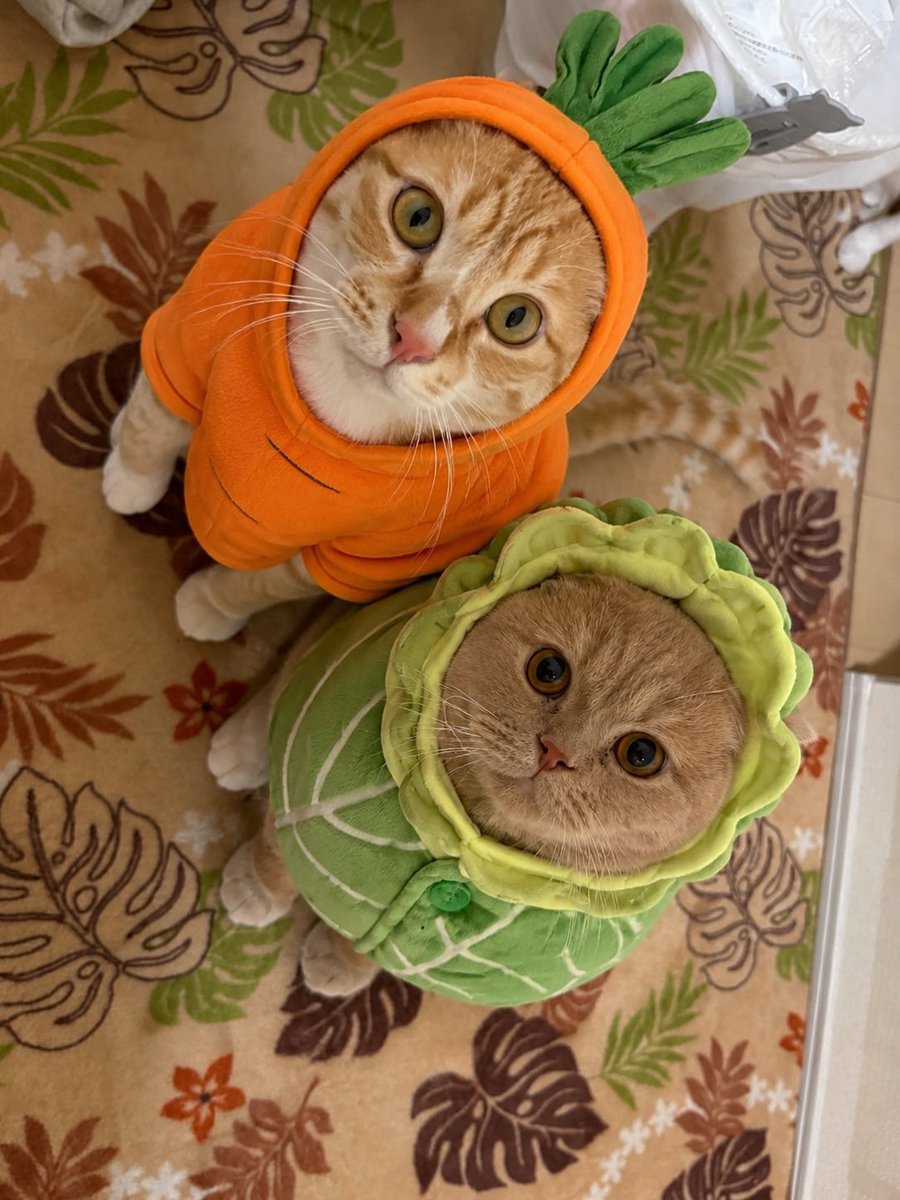 Ayataro7000's tweet photo. うちの愛猫達🐱
ドラちゃんの画像がないけどw https://t.co/RhMe1GmQJi