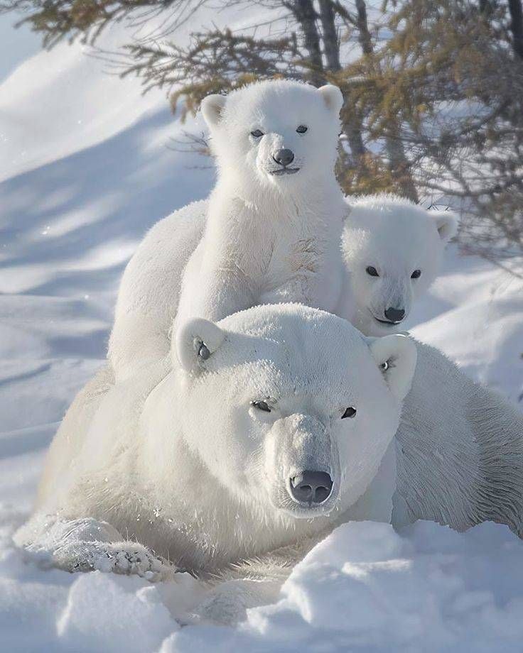 bearswords7sxf's tweet photo. https://t.co/JuQ5LPRBKW
