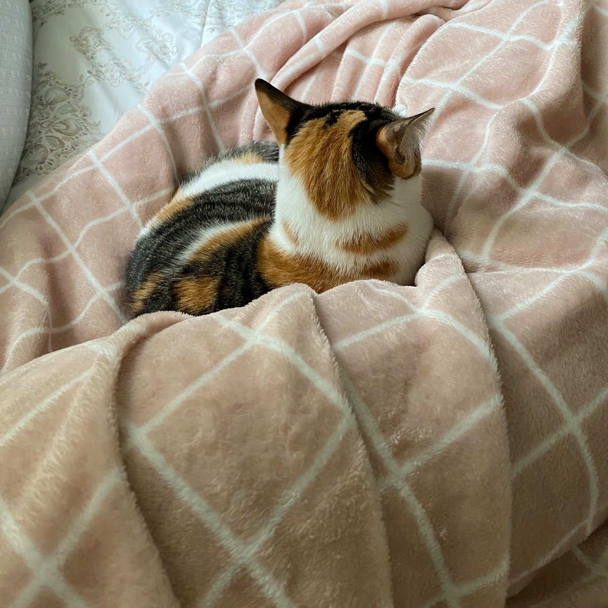 jupmch's tweet photo. se eu me atrevo a não dormir um soninho pós almoço com essa aqui eu tô frita https://t.co/9iaN8puomw