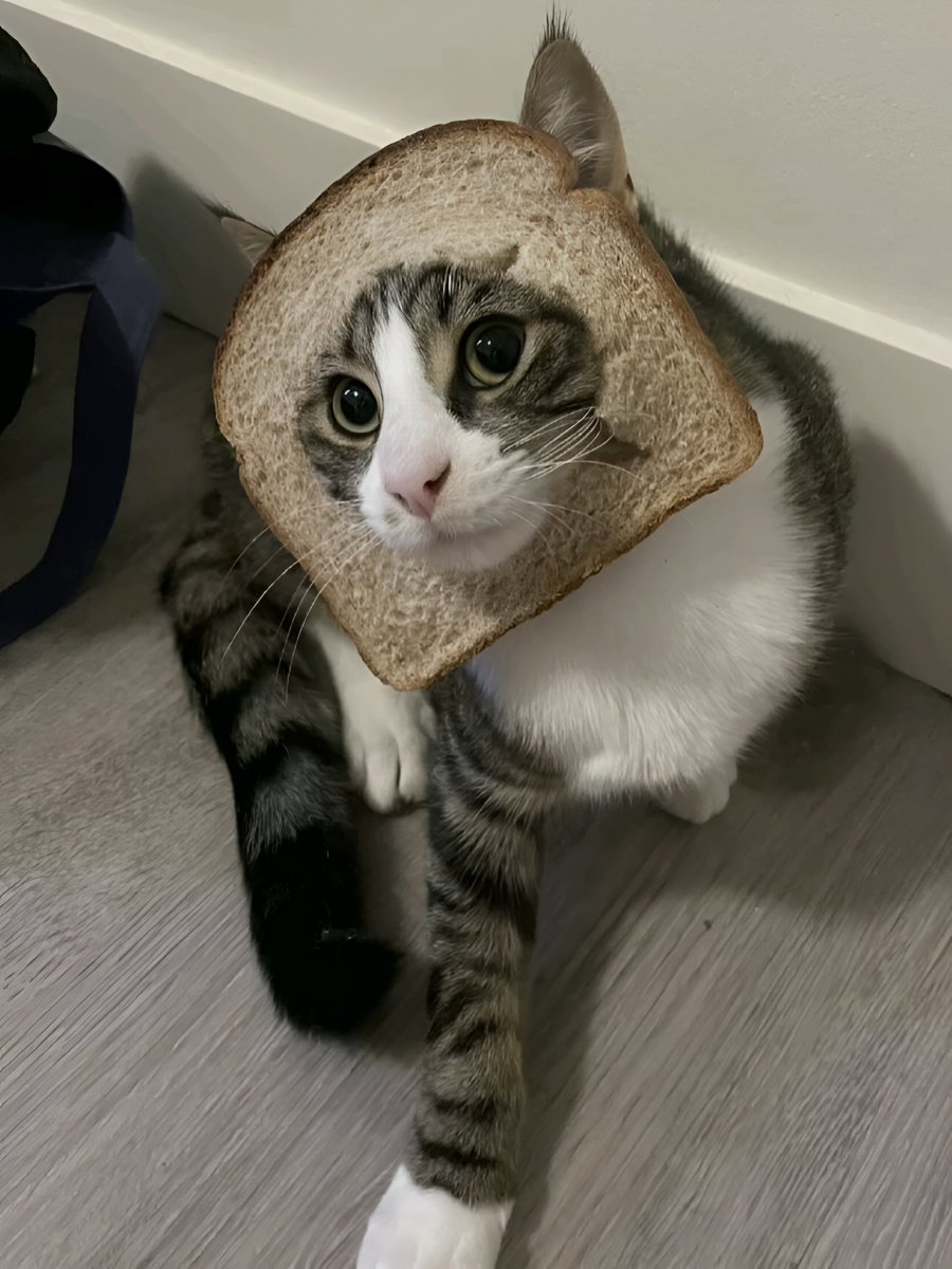 sam 🥪 tweet media