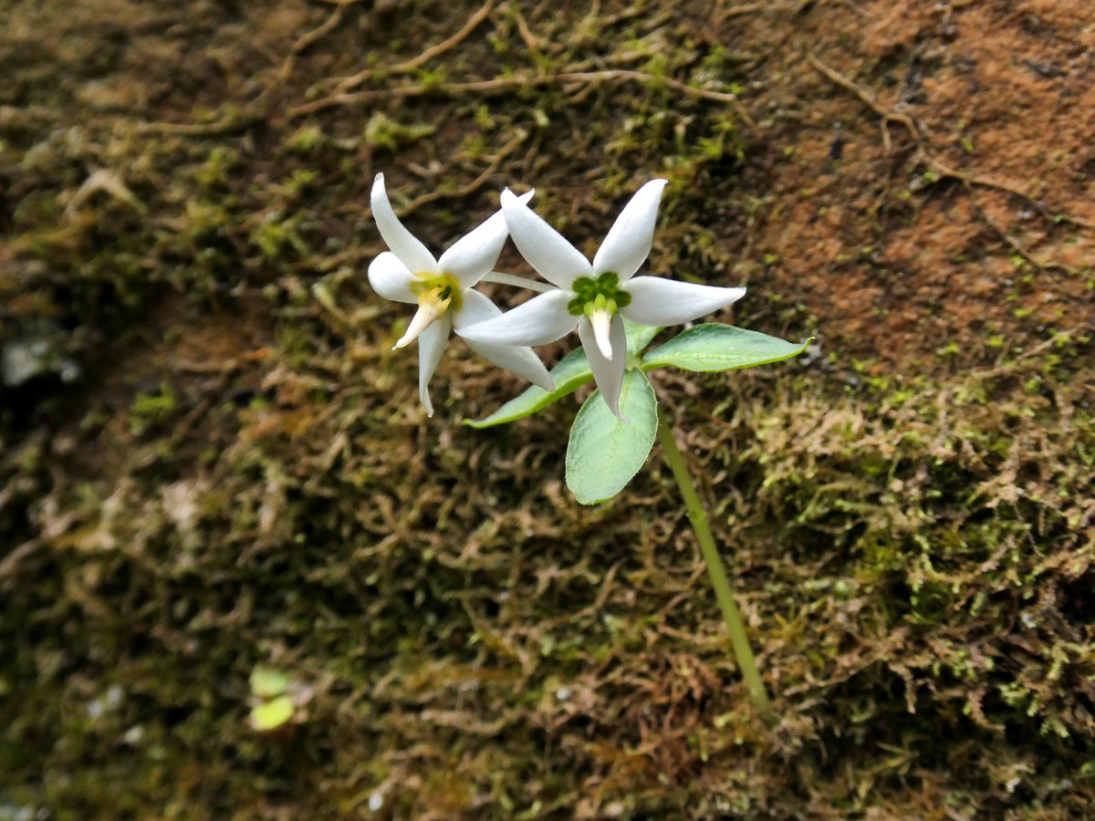 Argostemma concinnum 湿った岩肌や樹幹に着生する小型のアカネ科