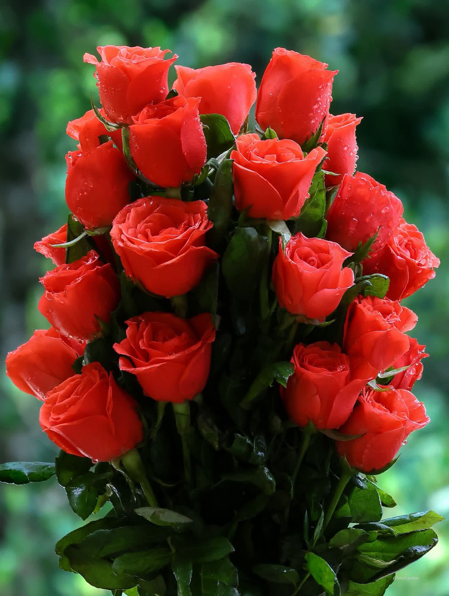Muhamma40287690's tweet photo. @MusadaqZ روشن میری آنکھوں میں وفا کے جو دئیے ھیں   
سب تیرے لیے ھیں سب تیرے لیے ھیں 🇵🇰 🌳 
(میڈم نور جہاں وطن کے نام) https://t.co/0Ihxgf0fYX