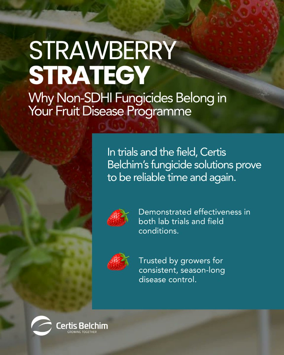 certis_belchim's tweet photo. 🎾🍓 With Wimbledon just around the corner, Strawberry season is in full swing, and growers know disease pressure can quickly follow.
Learn how our non-SDHI fungicides can support your programme this season
#FruitFocus #CropProtection #StrawberryGrowers #BritishFarming https://t.co/Bv6rjIfGM7