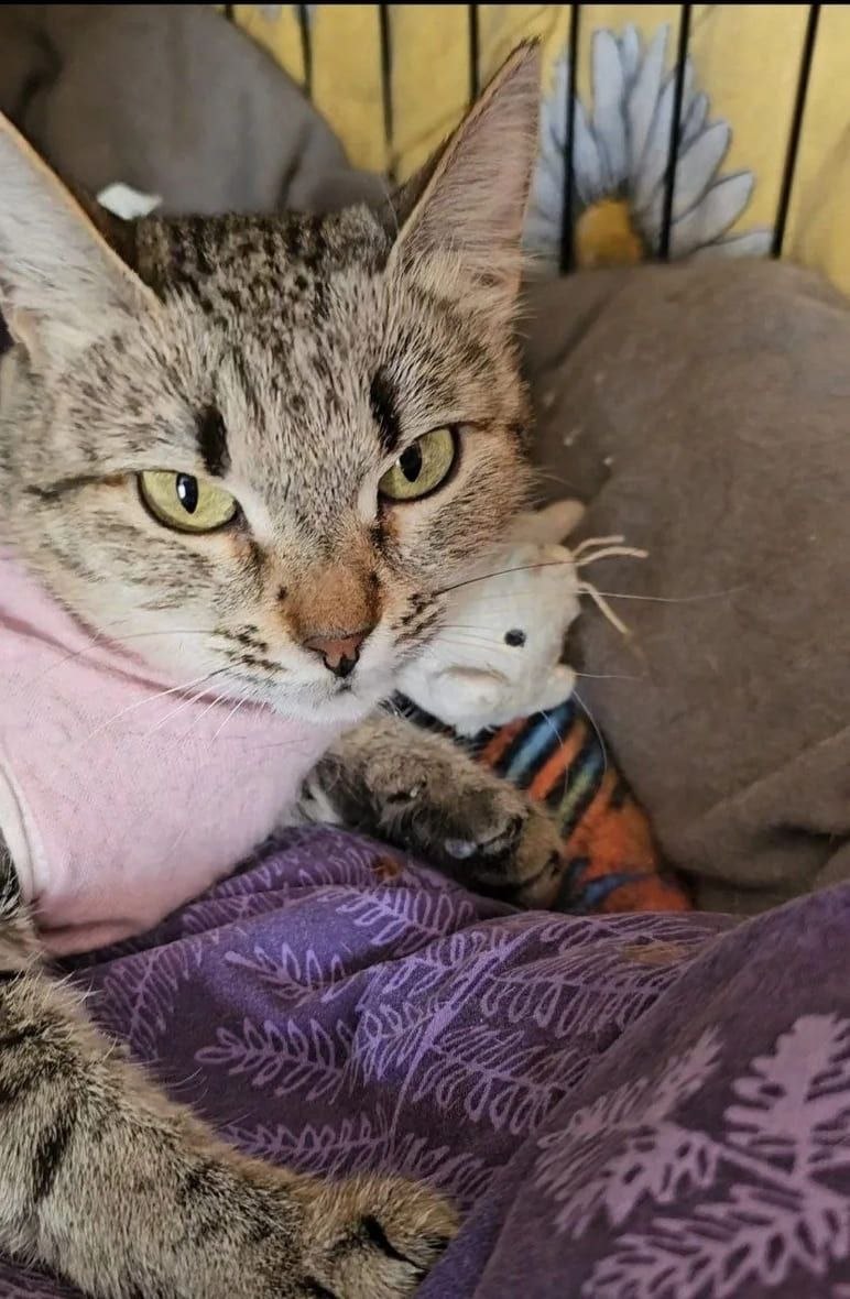 zverikivdar's tweet photo. #Москва и МО
Ищет дом молодая кошечка Нюша.
Миниатюрная красавица шпротного окраса с очаровательными бровками «домиком». Из-за них Нюша выглядит серьёзной, но на самом деле она ласковая, общительная и очень забавная кошка. https://t.co/YzUYEou0i1