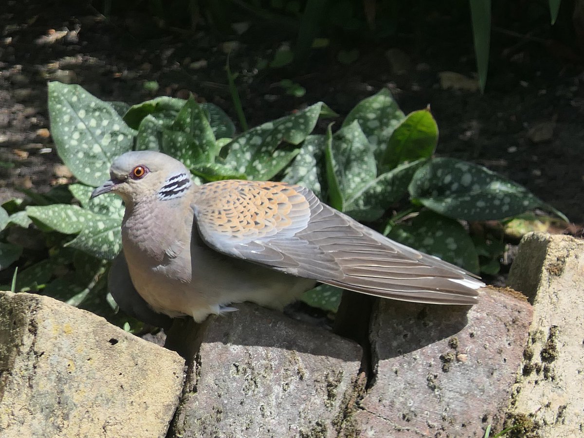 compasswing's tweet photo. @SaveTurtleDoves @wildlifebcn @RSPBbirders 

Turtle Doves visiting daily now.  Monday pics. https://t.co/ZMlR4U0bi4