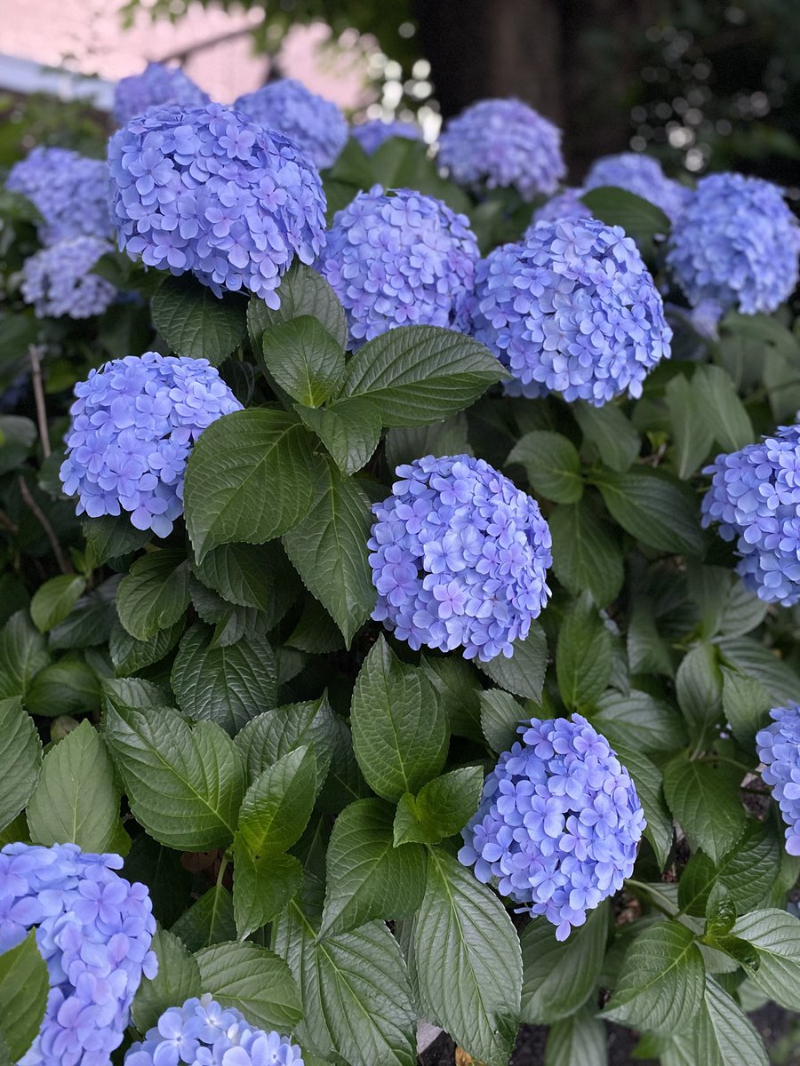 CANDY_Rei_819's tweet photo. 今日は散歩行ってた〜
2枚の花綺麗😊
綺麗な花無いかな〜って探しながら歩くの楽しい😆 https://t.co/xJbQPKvHUg