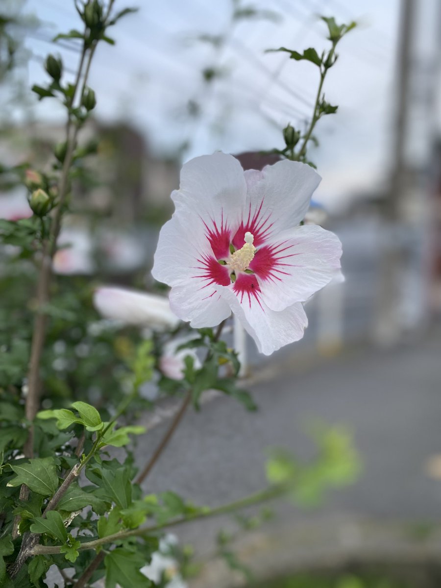 CANDY_Rei_819's tweet photo. 今日は散歩行ってた〜
2枚の花綺麗😊
綺麗な花無いかな〜って探しながら歩くの楽しい😆 https://t.co/xJbQPKvHUg
